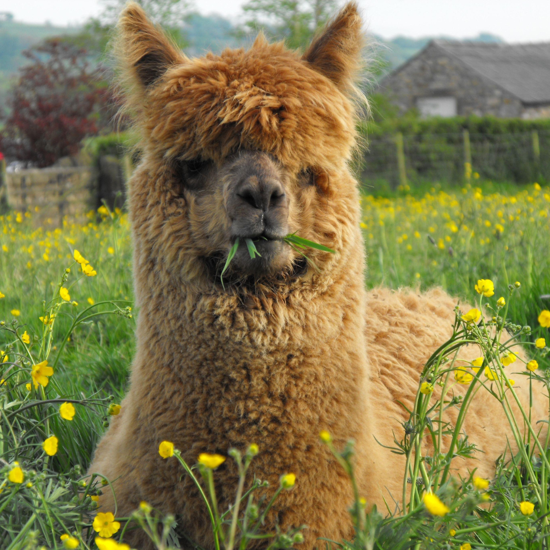 alpaca eating